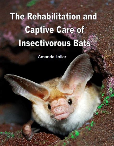 Bat Rehabilitation Wildlife Rehabilitation Animal Conservation