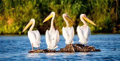 Symbolic Pelican Meaning And Pelican Totem On Whats Your Sign