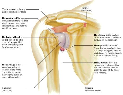 Shoulder anatomy is an elegant piece of machinery having the greatest range of motion of any joint in the body. The two shoulders are located beneath the head connecting ...