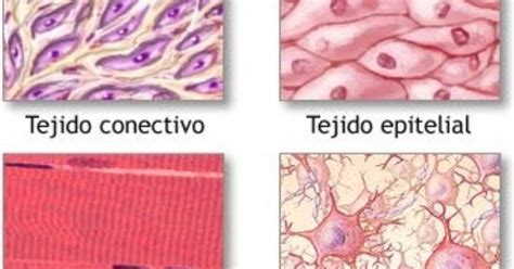 Anatomía Y Biomecánica Células Tejidos Y Sistemas Del Cuerpo Humano