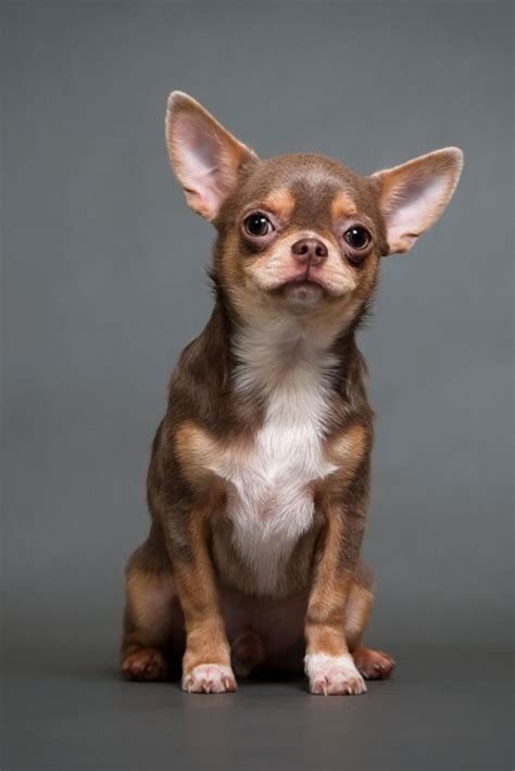 Chihuahua Puppy On A Gray Background Studio Phot Chihuahua Puppy On A