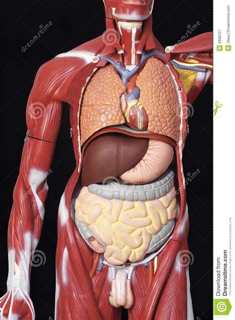 The human body is like a machine, uniquely designed and consisting of various biological systems, these systems are run by the internal organs of the the internal organs. Organ of the body stock image. Image of organs, heart ...