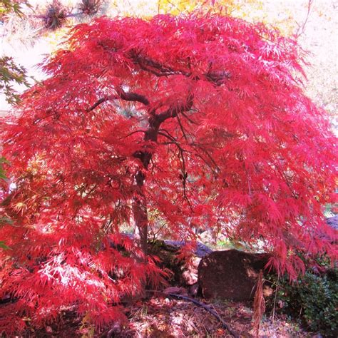 Lace Leaf Japanese Maple Acer Palmatum Dissectum Tree Seed Fall Color