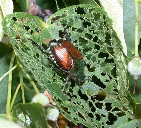 Japanese Beetles Copper Beetles Eating Holes In Leaves Taddiken Tree Japanese Beetles