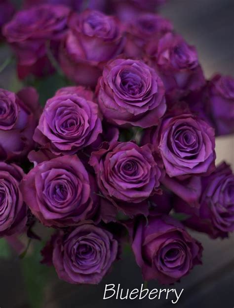 Blueberry Rose A Purple Rose By
