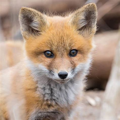 Baby Redfox Pet Kxan Rabid Bitten Residents Newcombphotography