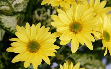 Yellow Color Flowers Wallpapers Hd Wallpapers Id 5600