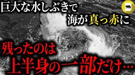 叫び声と共に巨大な水しぶきが上がり、海が真っ赤に。鮫に襲われ、残ったのは上半身の一部だけ…「リトルベイビーチ・ホオジロザメ人食い事件」 youtube