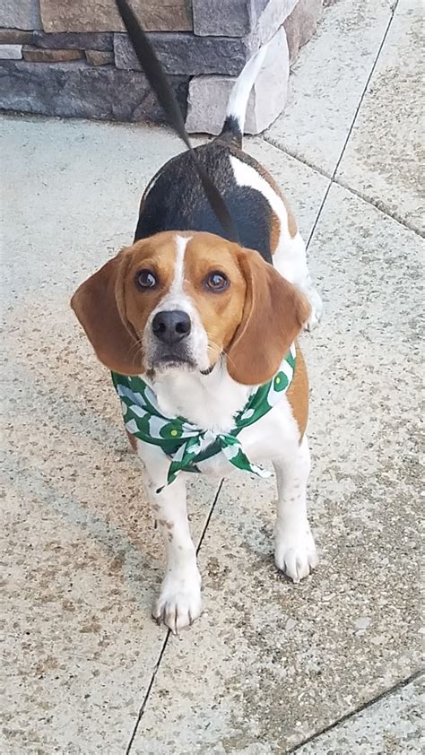 My Handsome Leroy After His First Trip To The Groomers He Knows He Is