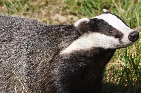 How To Deter Badgers In Your Garden Fasci Garden