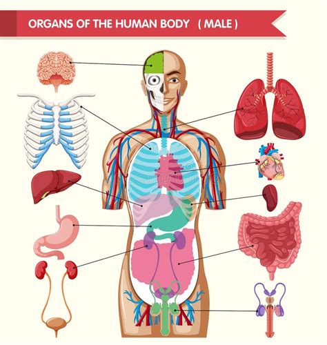 Carta Que Mostra órgãos Do Corpo Humano Ilustração Do Vetor