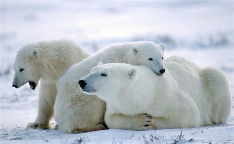 Eiji Arai On Twitter Polar Bear Wallpaper Cute Polar Bear Polar Bear