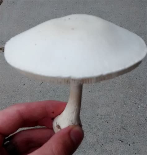 White Mushroom White Spores Leucoagaricus Leucothites Wisconsin Find