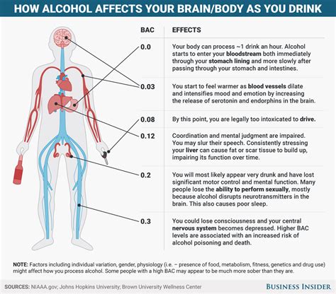 How Alcohol Affects Your Body And Brain Business Insider