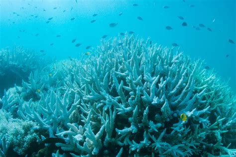 Large Sections Of Australias Great Reef Are Now Dead Scientists Find