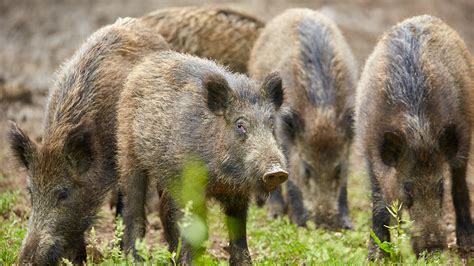 Feral Swine Bomb American Feral Hog Population Is Ballooning Usda