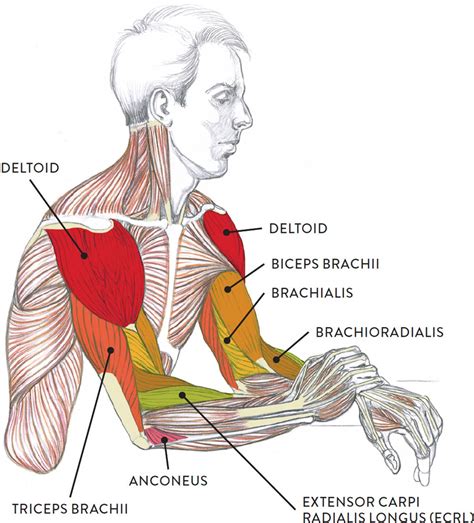 This muscular system chart shows in detail the deep layers of muscle on the front of your body. Muscles of the Arm and Hand - Classic Human Anatomy in ...