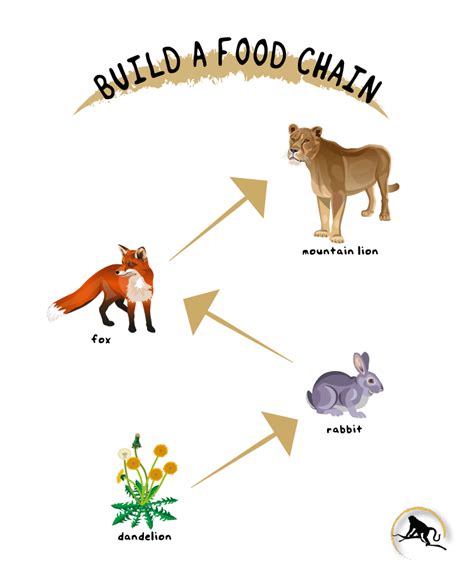 Build A Food Chain New England Primate Conservancy