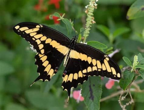 The Giant Swallowtail Papilio Cresphontes Is The Largest Of All North