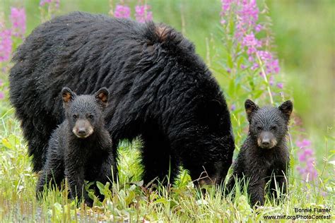 pin by johnny pritchard on bears black bear bear pictures national wildlife federation