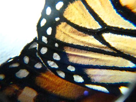 Close Up Of Butterfly Wings Rpics