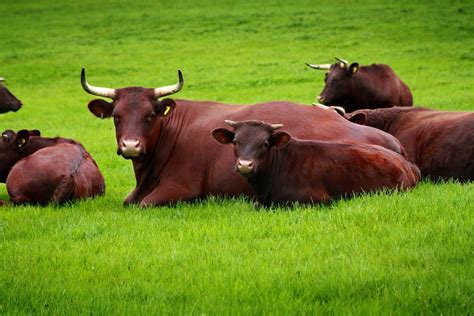 Farms Pedigree Sussex Cattle Hophurst Farm Raising Cattle Cattle