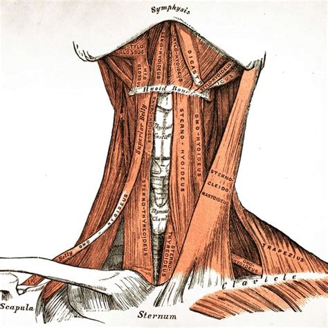 Muscles Of The Neck Anterior View References 2008 2013 Imaios Sas