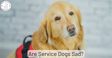 Do Dogs Look Sad On Purpose