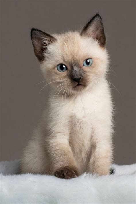 Amazing Baby Siamese Cats Fotos De Animais Fofinhos Gatos Ciames