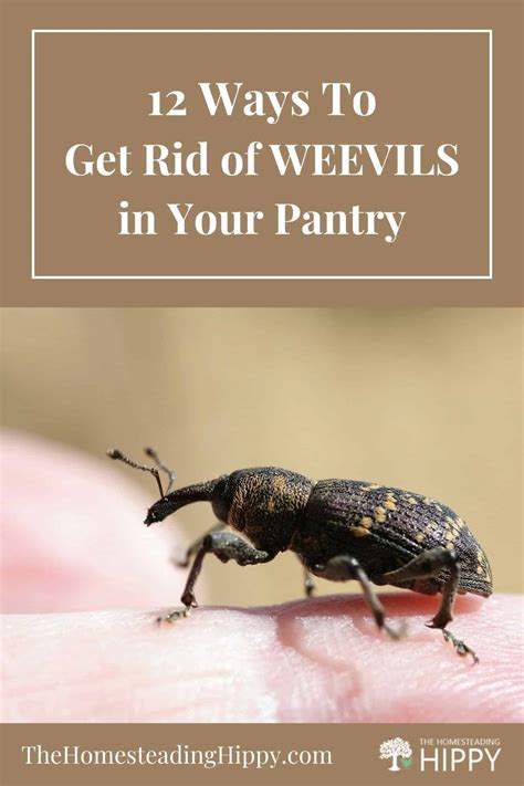12 Ways To Get Rid Of Weevils In Your Pantry The Homesteading Hippy