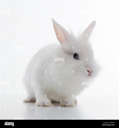 White Rabbit Isolated On White Background Stock Photo Alamy