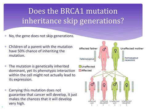 Ppt Investigating The Brca1 Mutation Powerpoint Presentation Free Download Id2474437