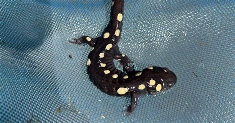 16 Vibrant Salamanders In New Jersey