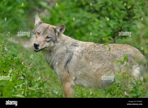 Eastern Timber Wolf Canis Lupus Lycaon Meadow Side View Standing