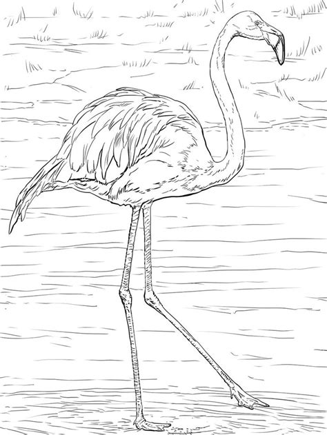 Pin On Flamingo Crazy