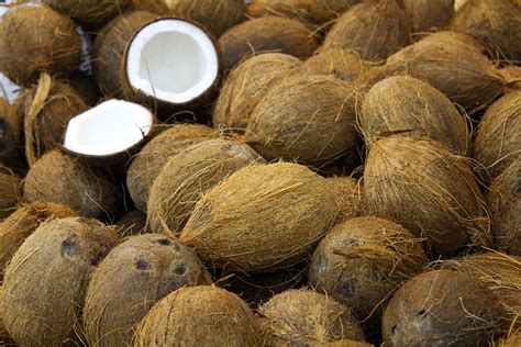 Medicinal properties of th e coconut fruit. DRY COCONUT - Saraga International Grocery