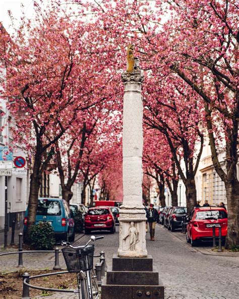 How To Visit The Cherry Blossom Avenue In Bonn Germany That One