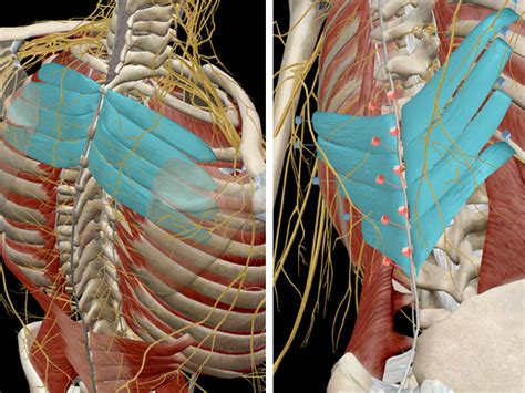 Each rib articulates posteriorly with two thoracic vertebrae; Learn Muscle Anatomy: Serratus Posterior Superior and Inferior