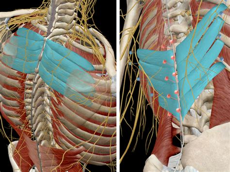 Keep your left thigh in line with your you use these muscles when you lift your thigh toward your chest or bend down into a squat. Learn Muscle Anatomy: Serratus Posterior Superior and Inferior