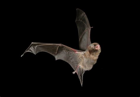 Mythbusters Are Bats Really Blind The Courier Online