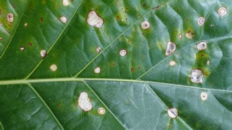 Brown Spots On Houseplant Leaves Causes And Solutions Smart Garden
