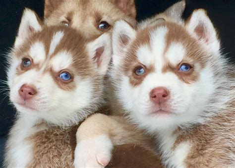 He does best on a leash and when going out for walks. Siberian Husky Puppies For Sale | Jacksonville, FL #196180