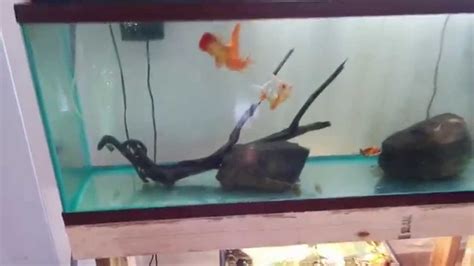 My 55 Gallon Fancy Goldfish Tank Youtube