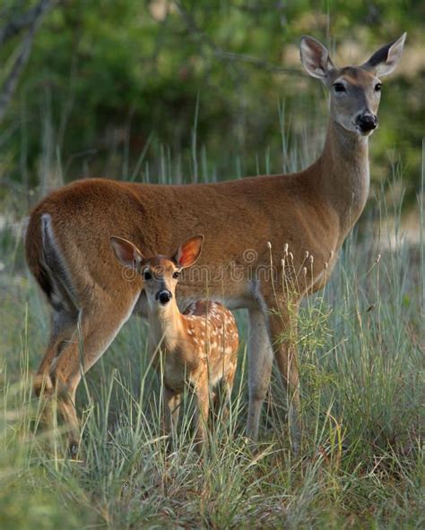Mother And Baby Deer An Early Morning View Of A Doe And A Young