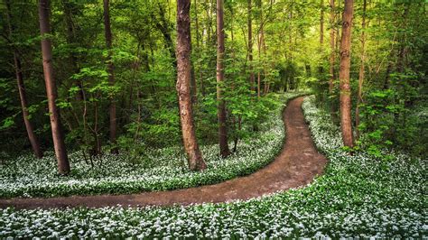 Forests Trunk Tree Trail Trees Grass Nature Wallpapers Hd