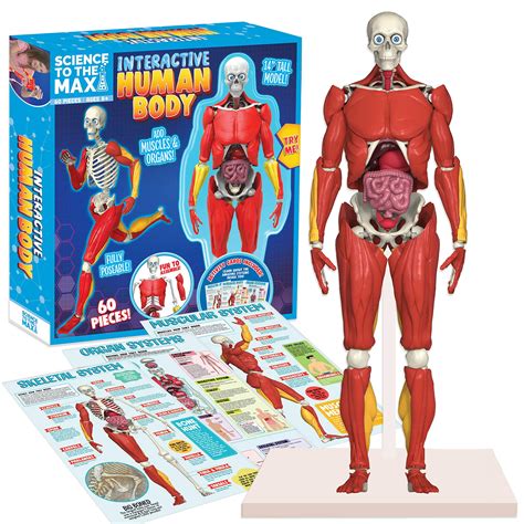 Interactive Human Body By Be Amazing Toys Fully Poseable Anatomy