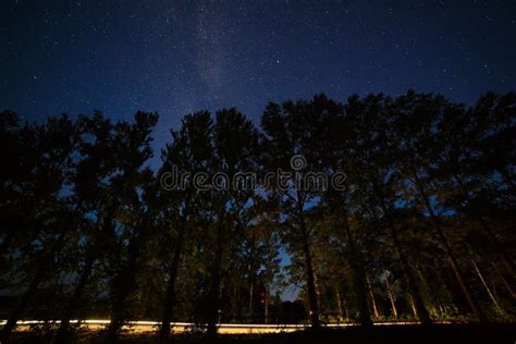 Starry Night Sky Over The Tops Of Trees In The Forest Stock Photo