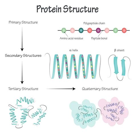 Vector Illustration Of Protein Structure 7818644 Vector Art At Vecteezy