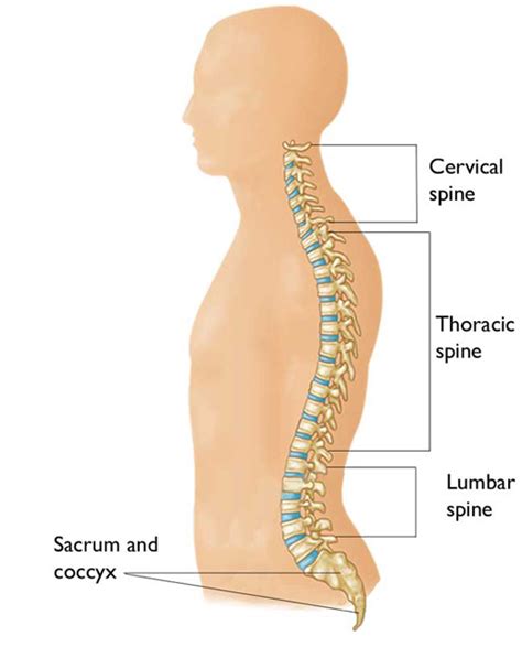 Female Sexuality After Spinal Cord Injury Issues And Solutions Spinal
