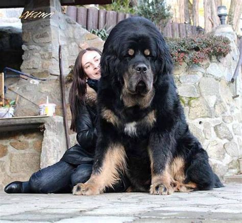 20 Giant Dogs Having No Idea How Big Theyre Asviral